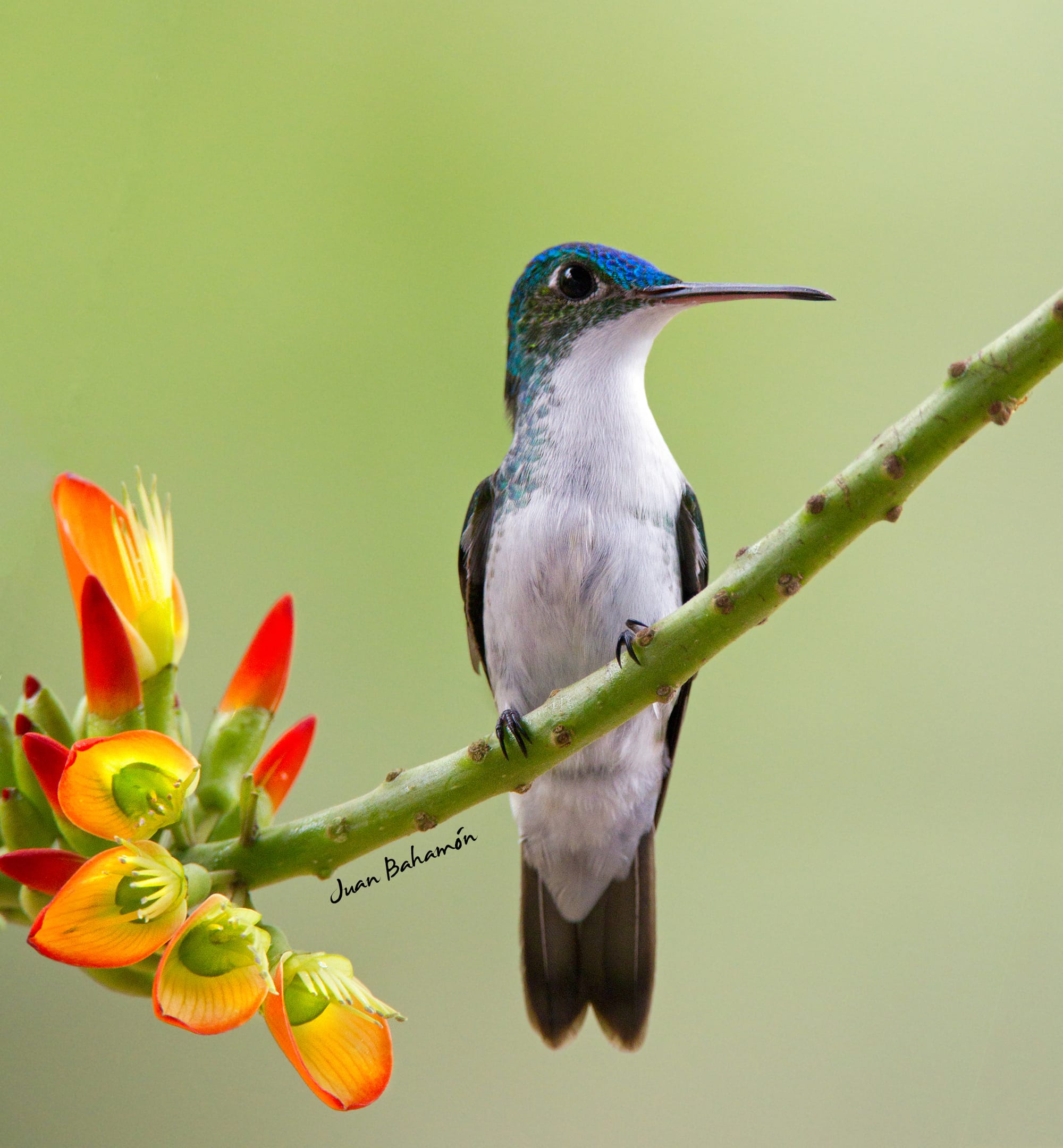 Andean emerald