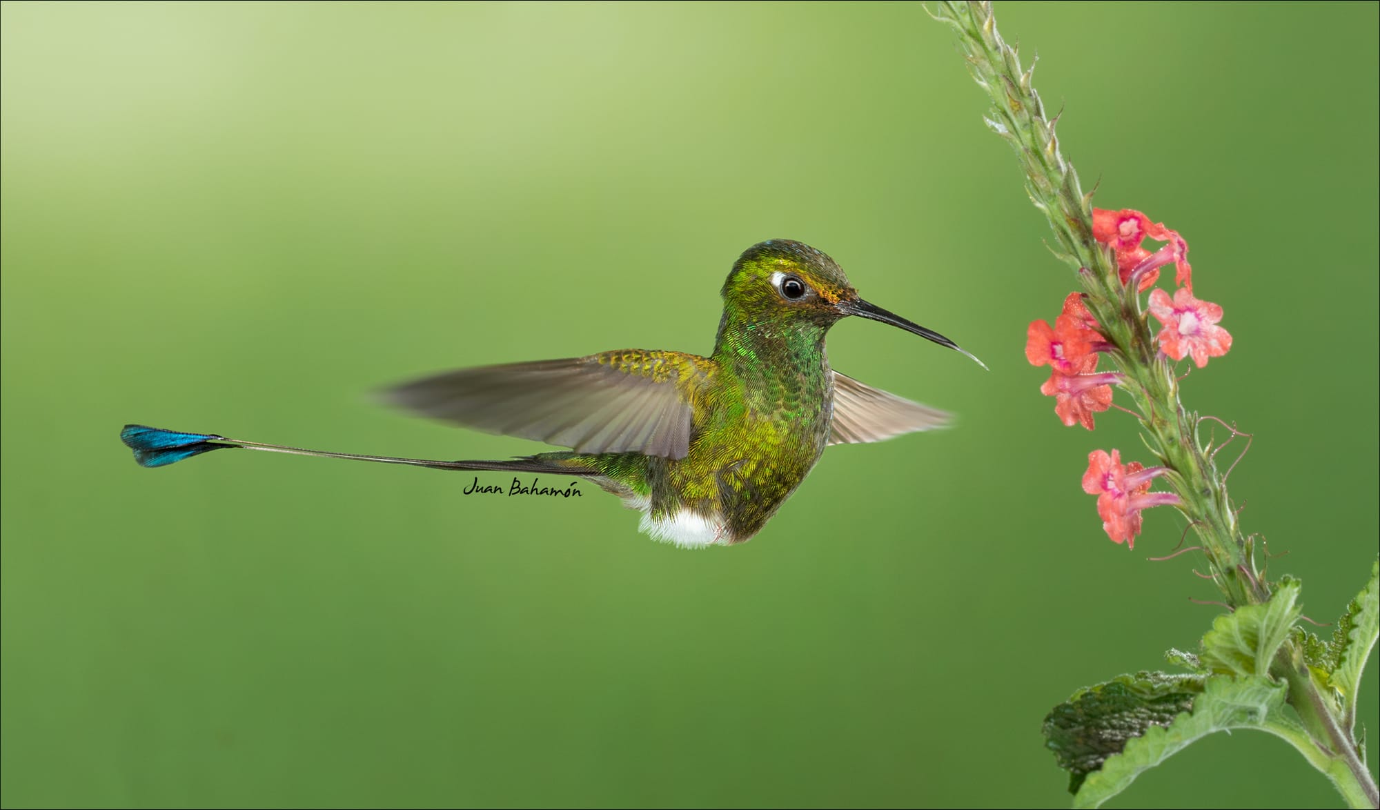 Booted rackettail