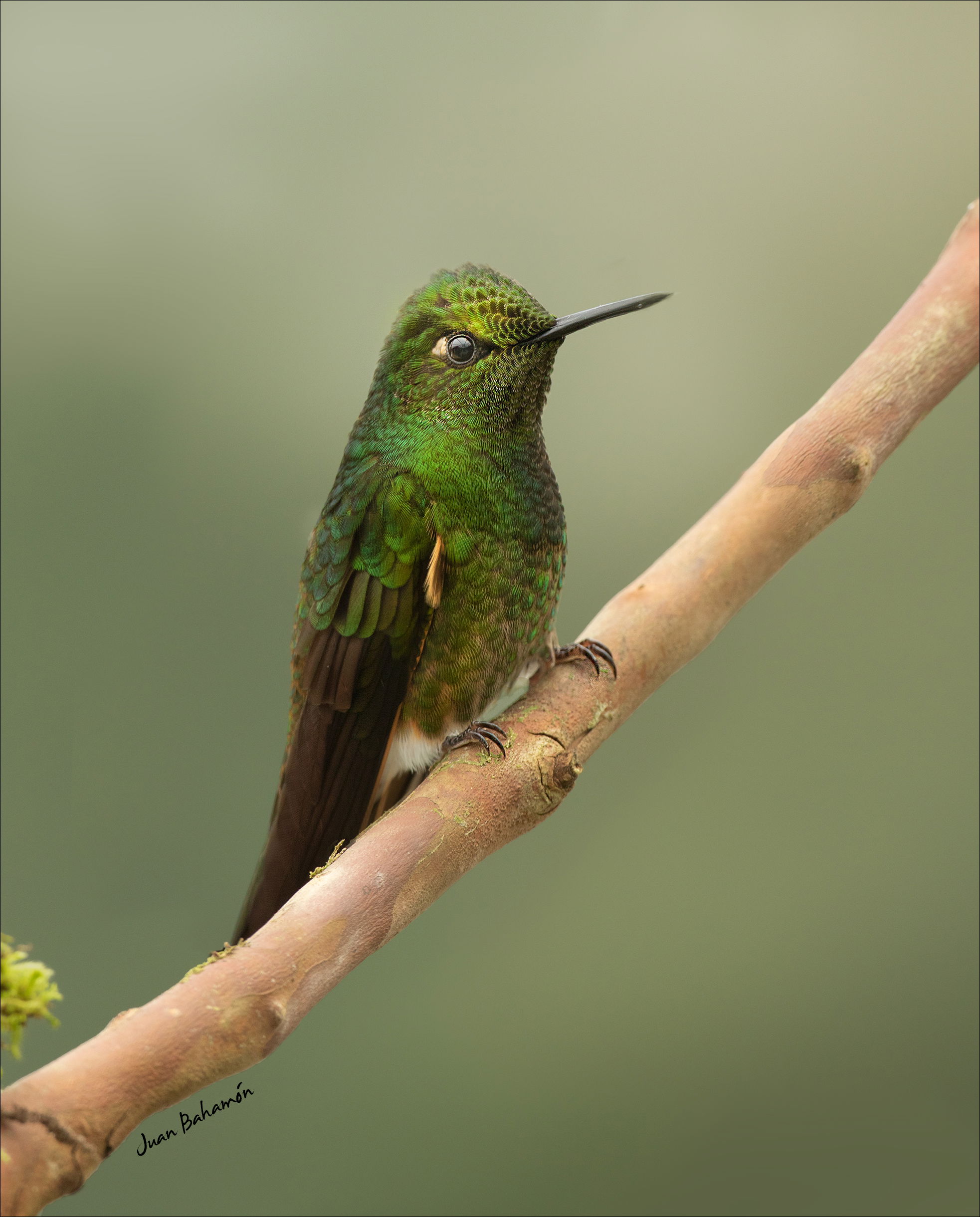 Buff-tailed coronet