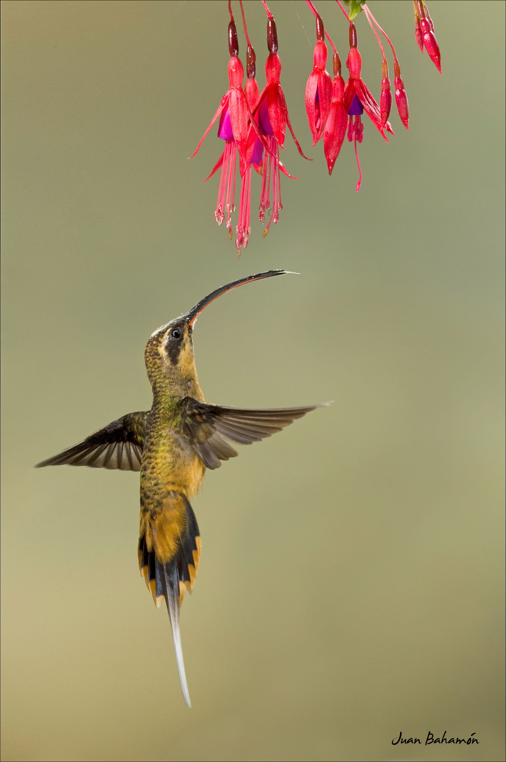 Tawny-bellied hermit