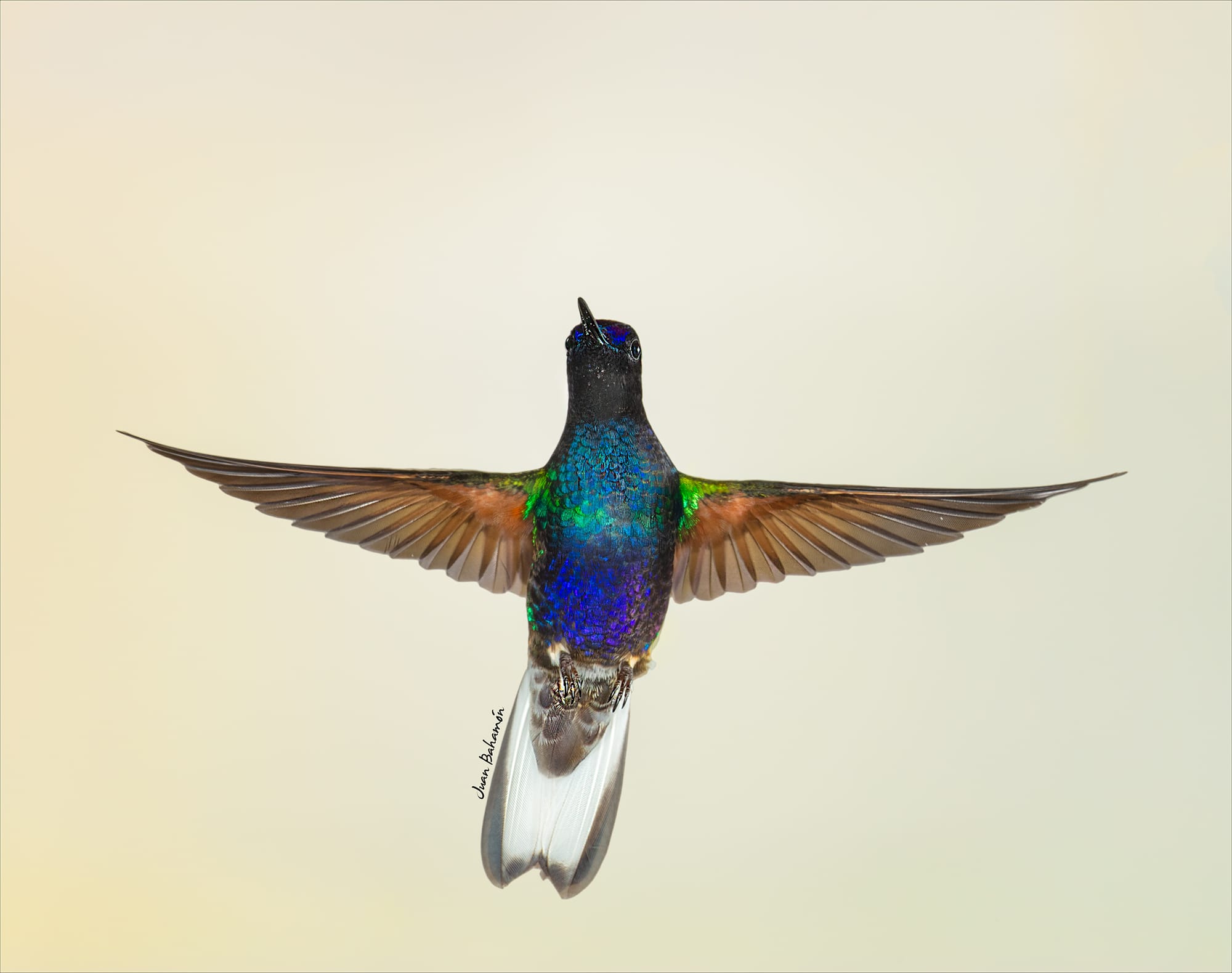 Velvet-purple coronet