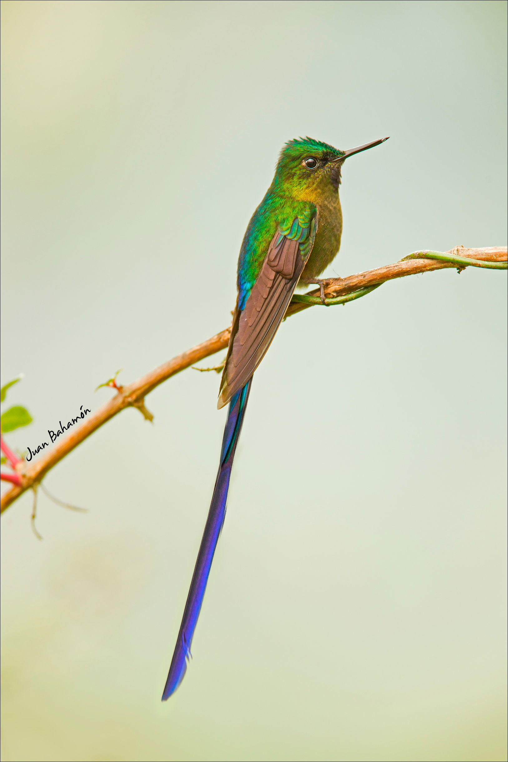 Violet-tailed Sylph