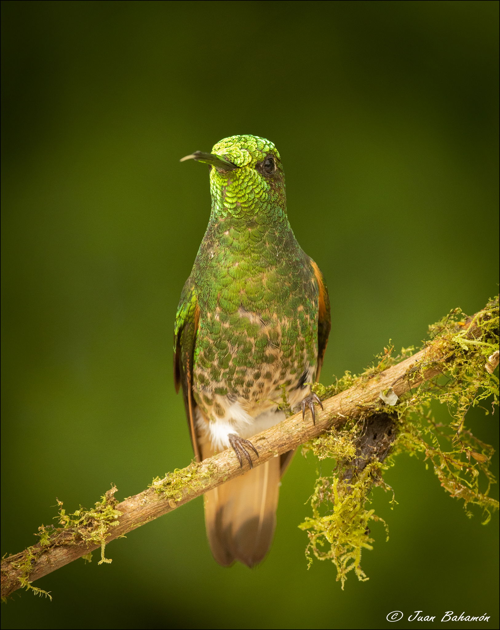 Buff-tailed coronet