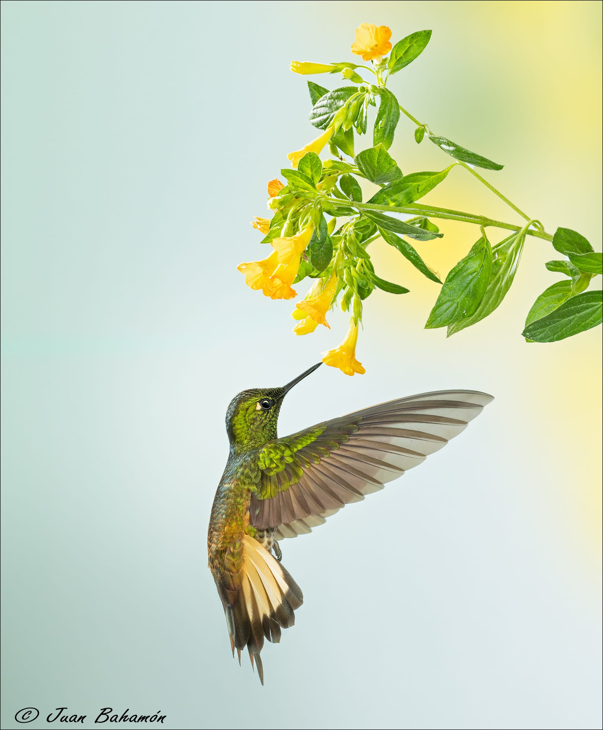 Buff-tailed coronet