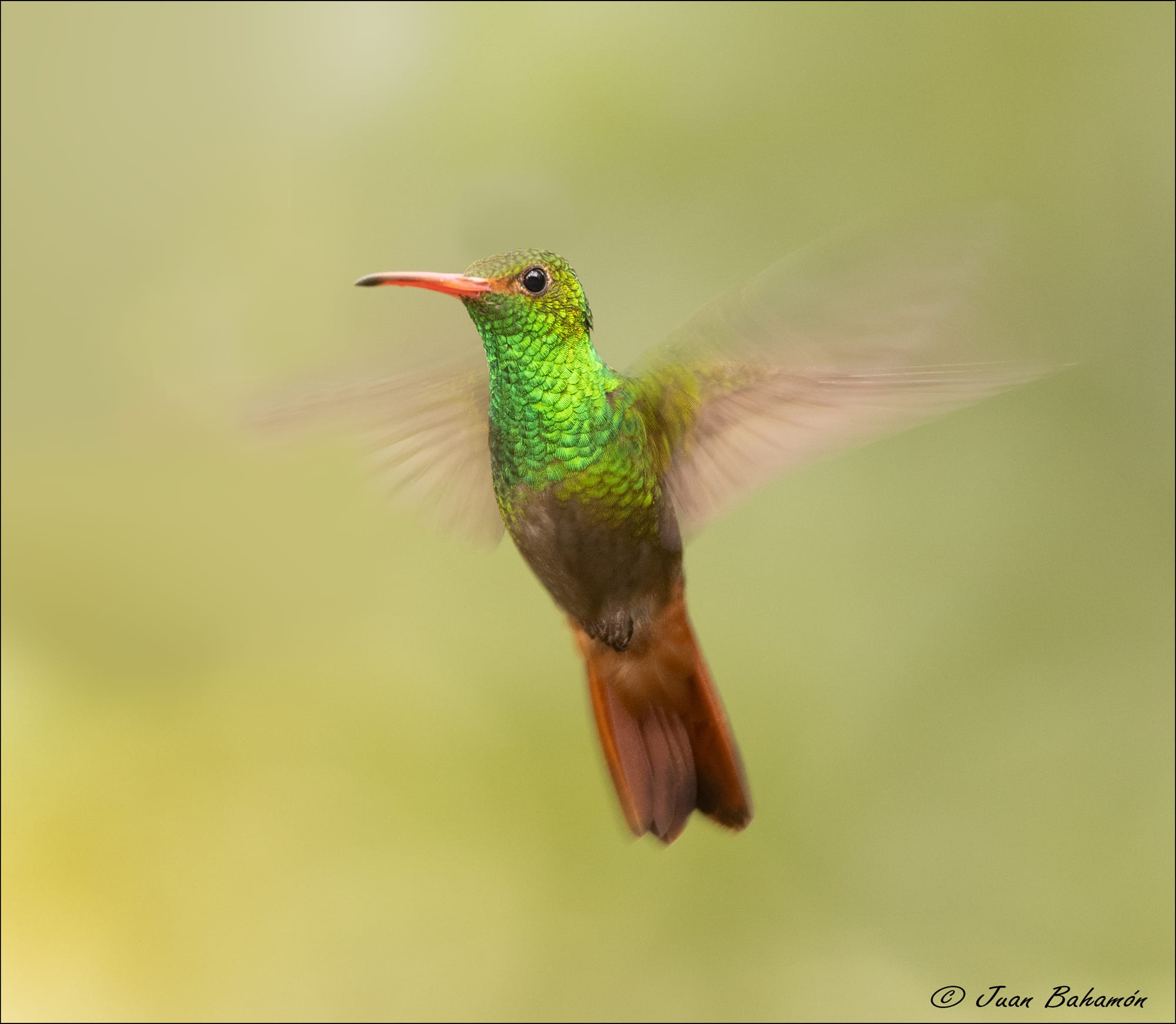 Rufous-tailed hummingbird 2