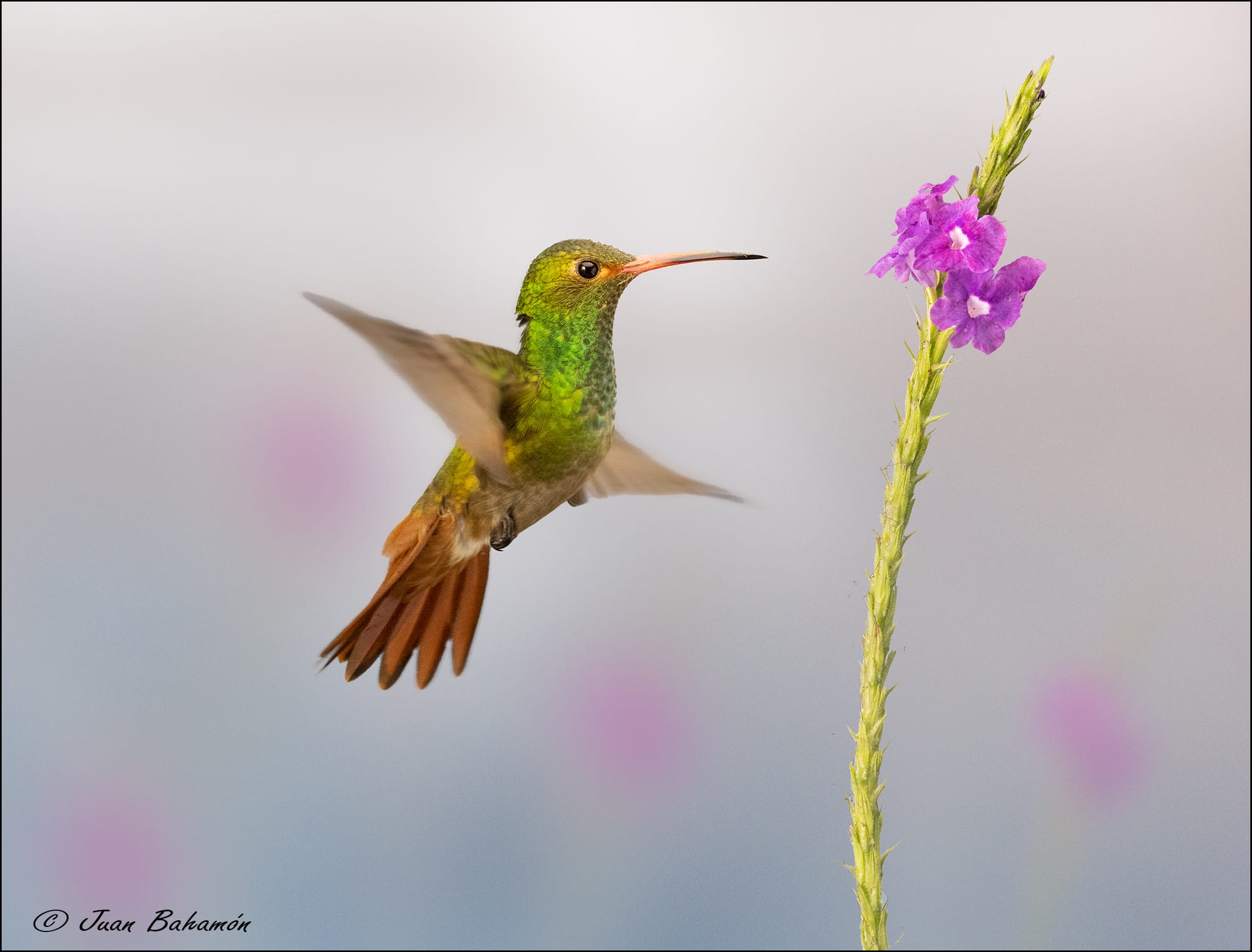 Rufous-tailed Hummingbird 5