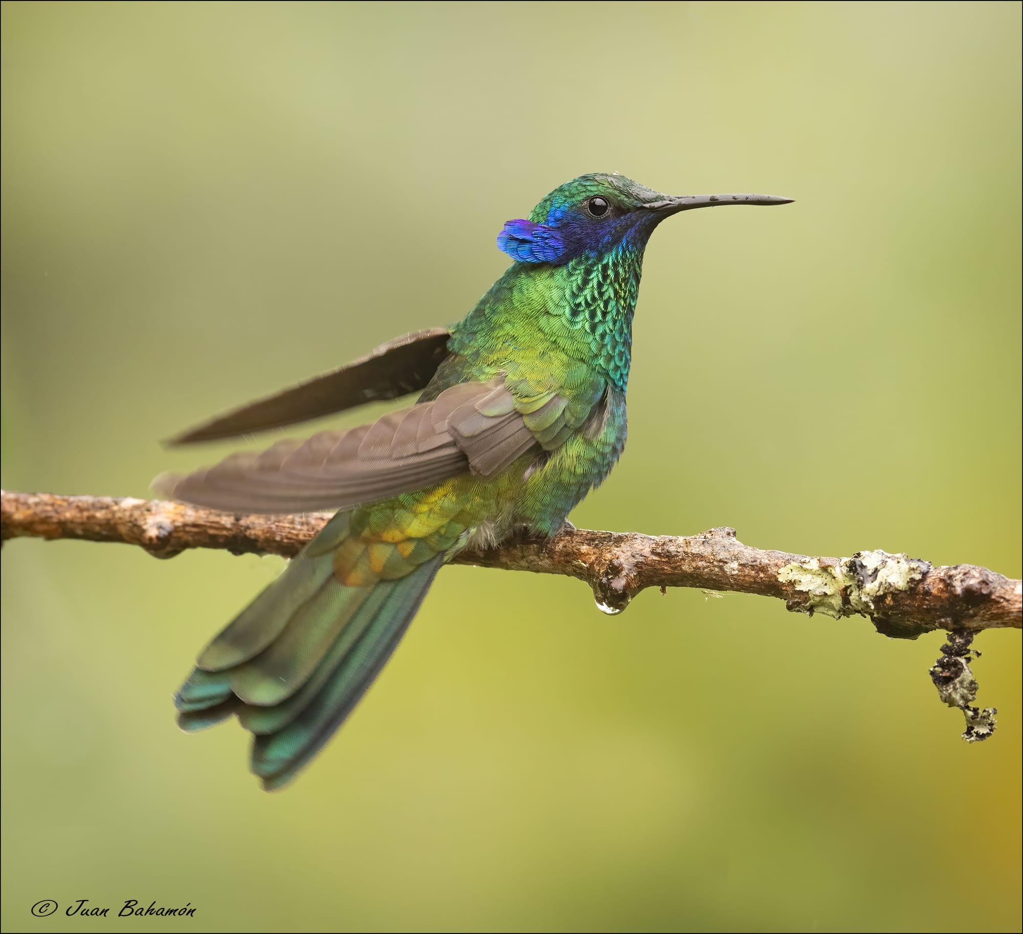 Sparkling violetear