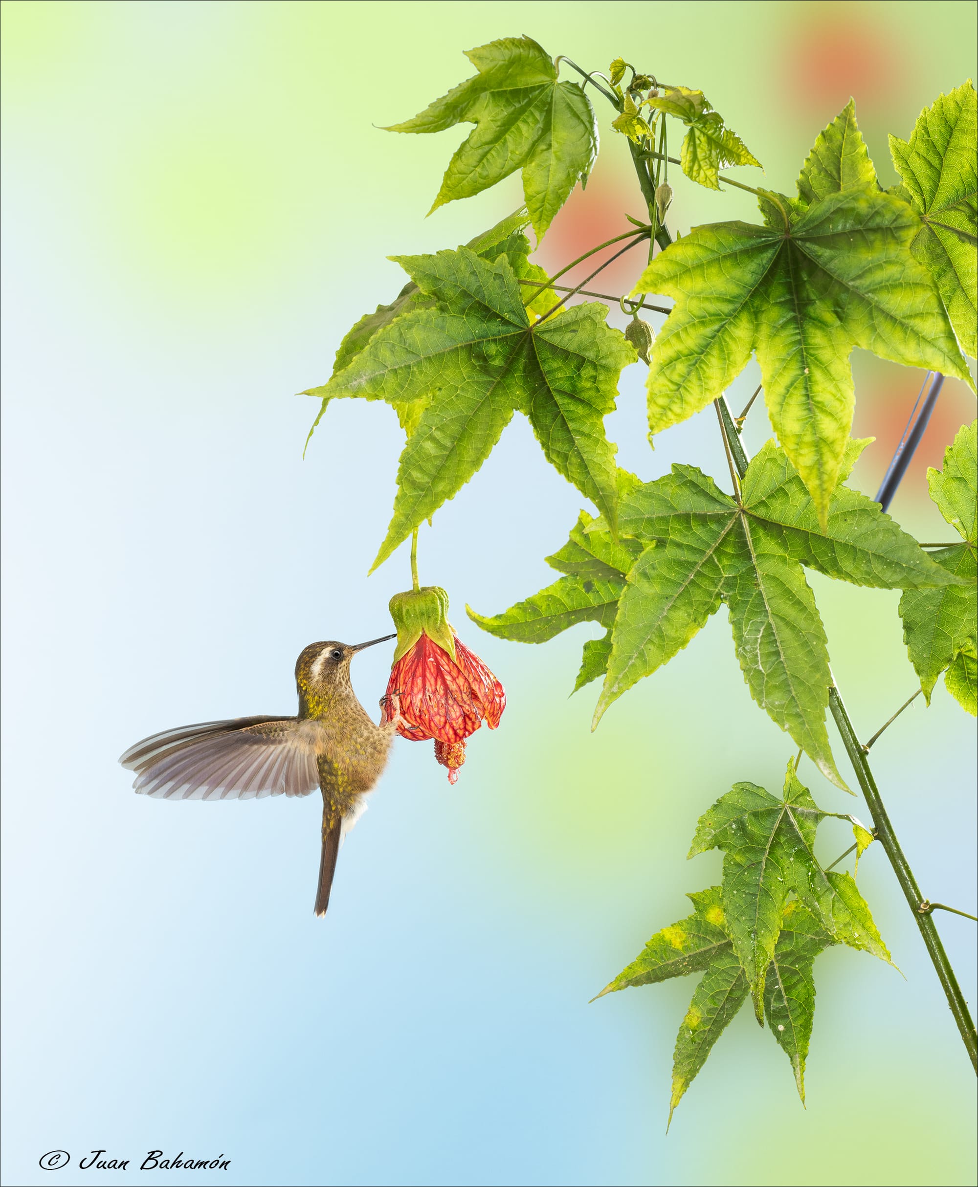 Speckled hummingbird