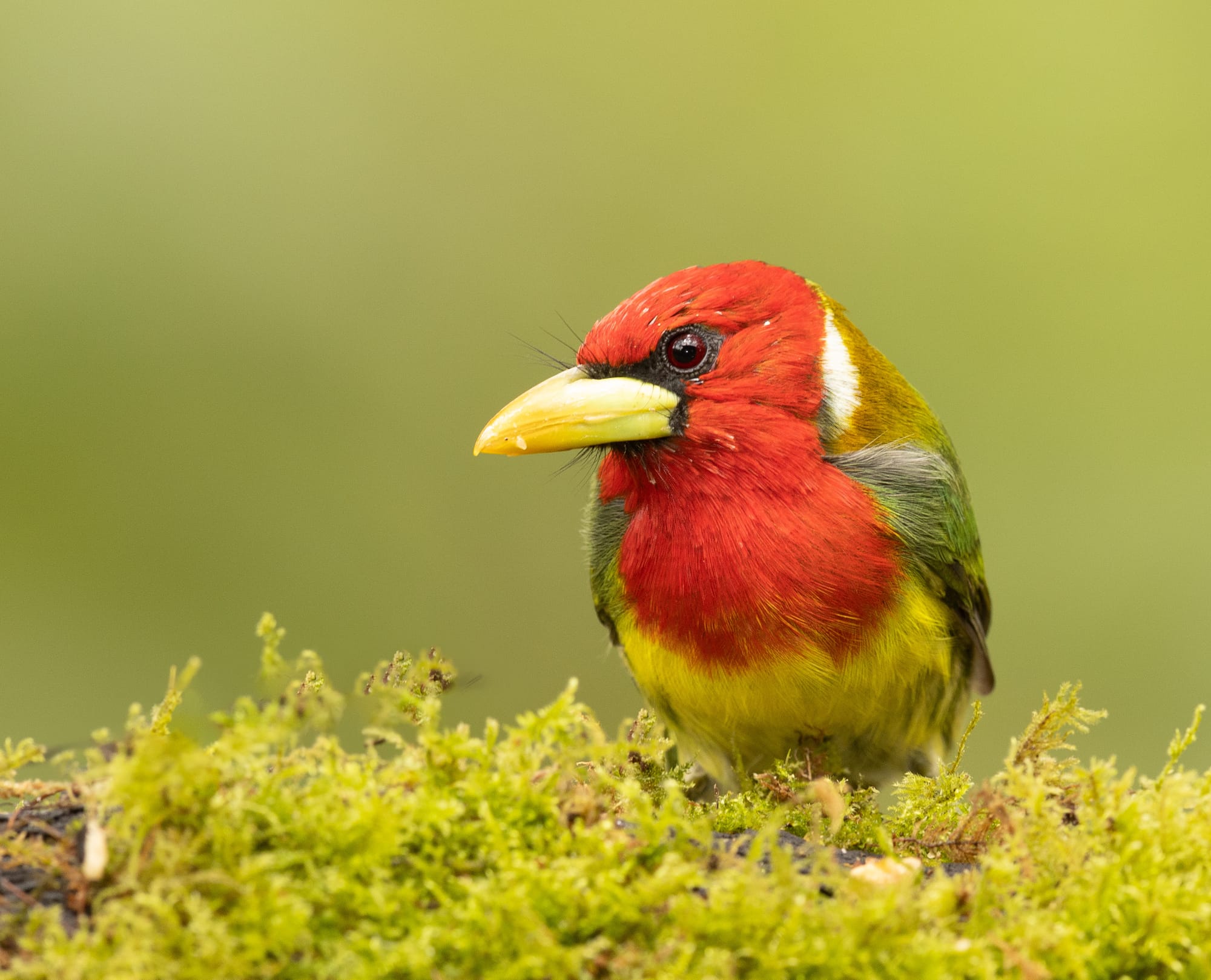 Toucan Barbet