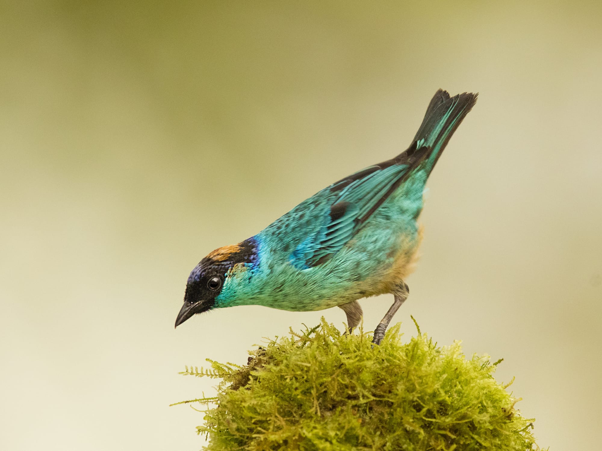 Golden-napped Tanager