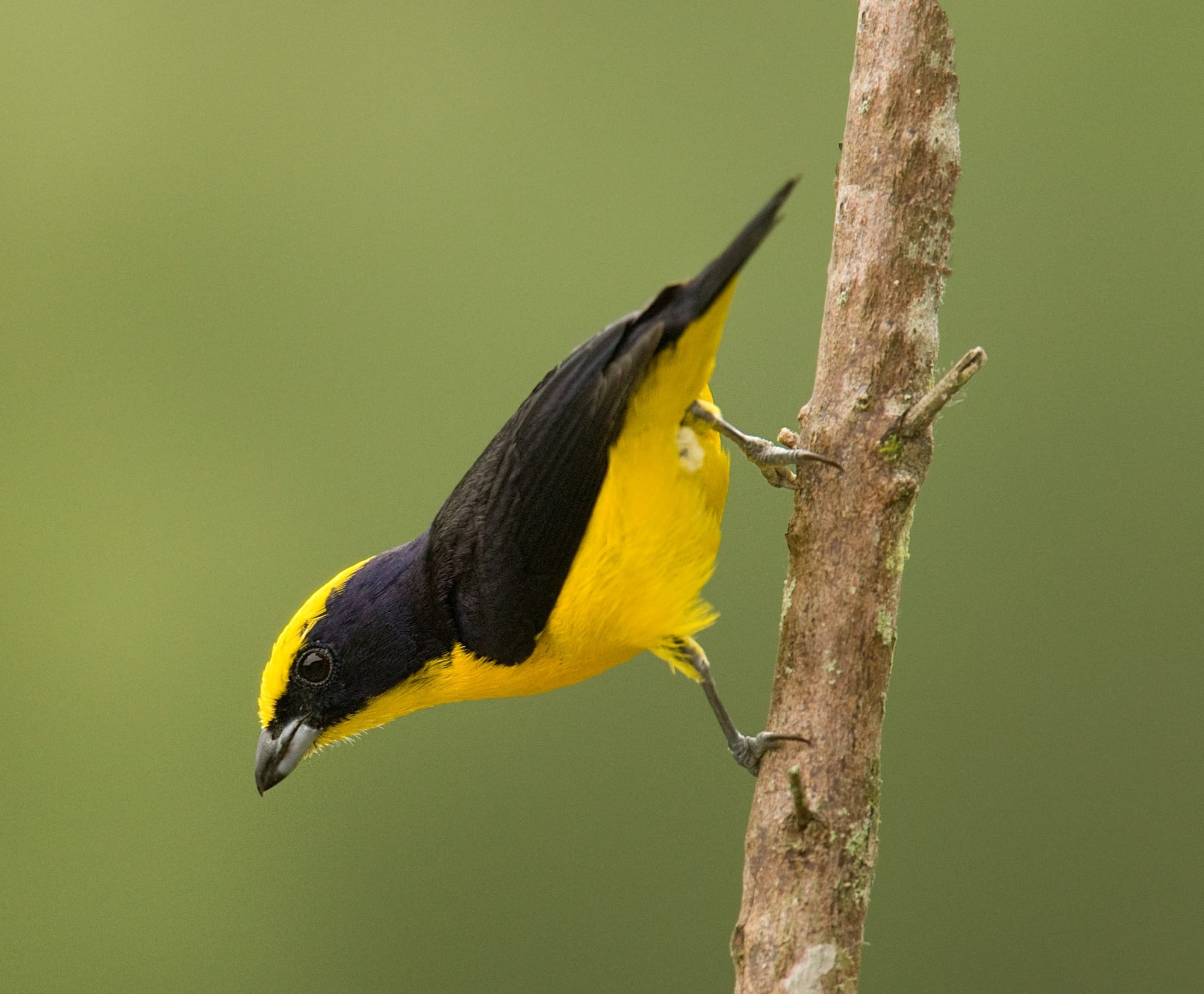 Thick-billed Euphonia