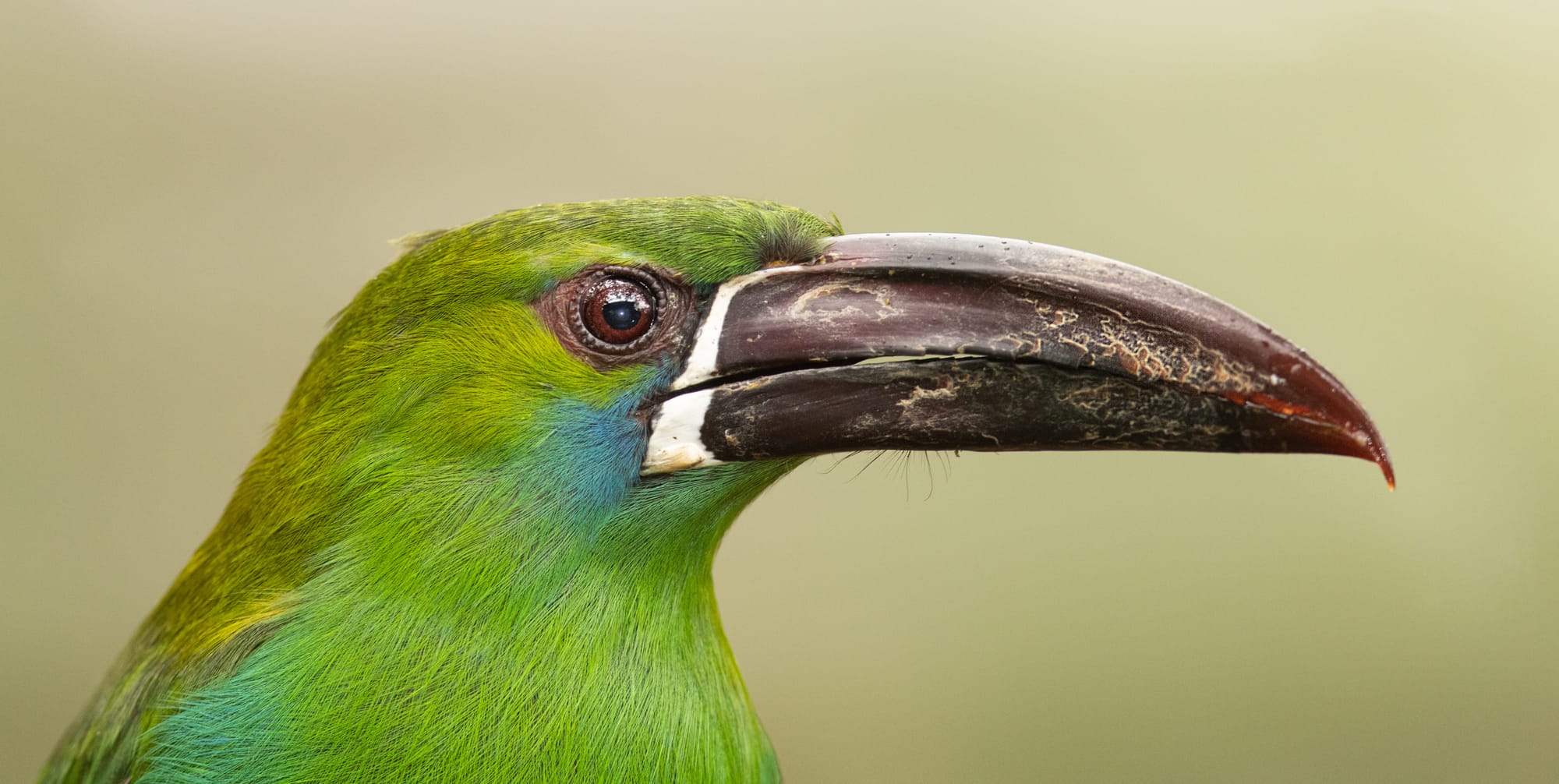 Crimson-rumped Toucanet