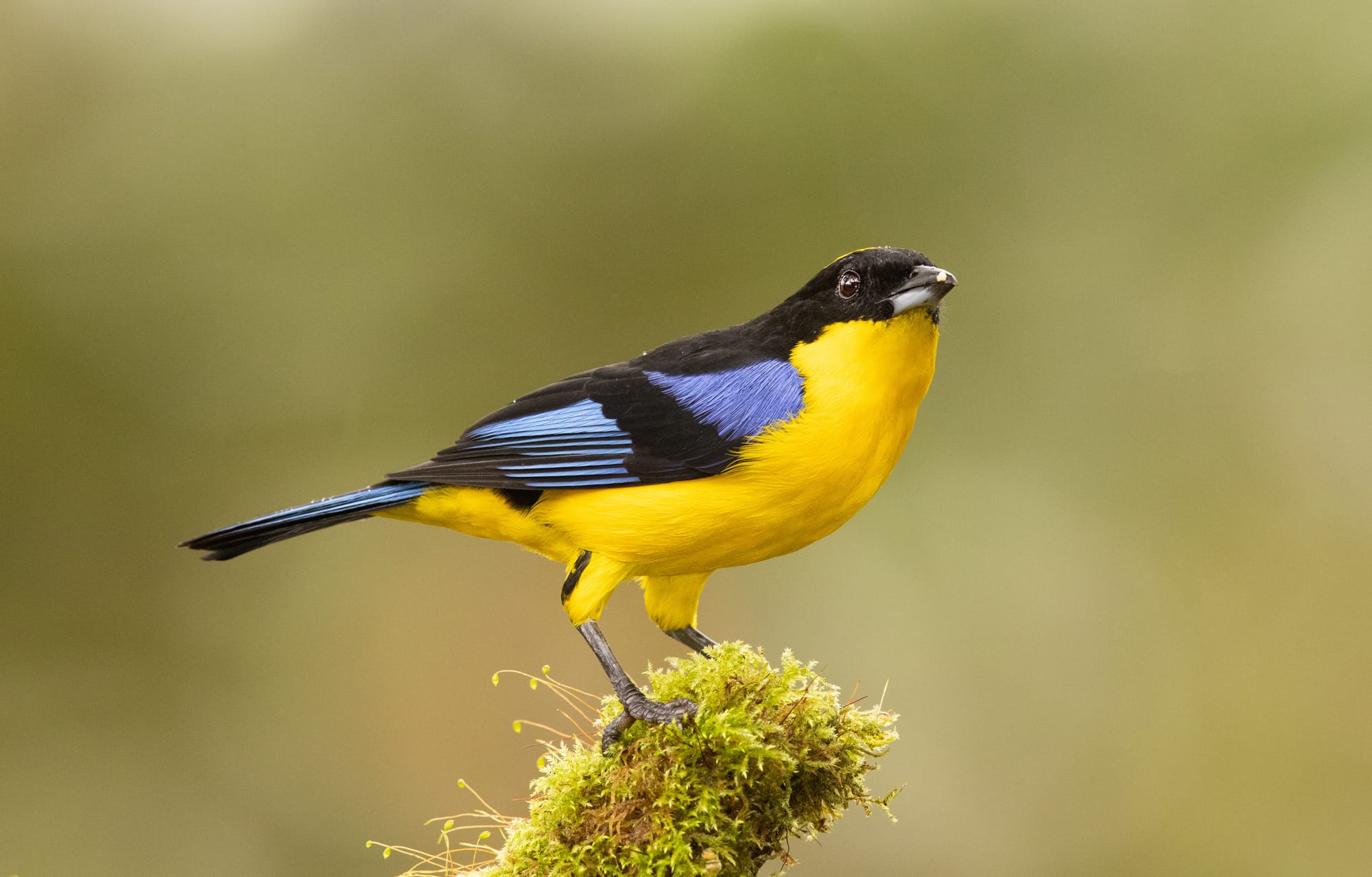 Black-chinned Mountain Tanager