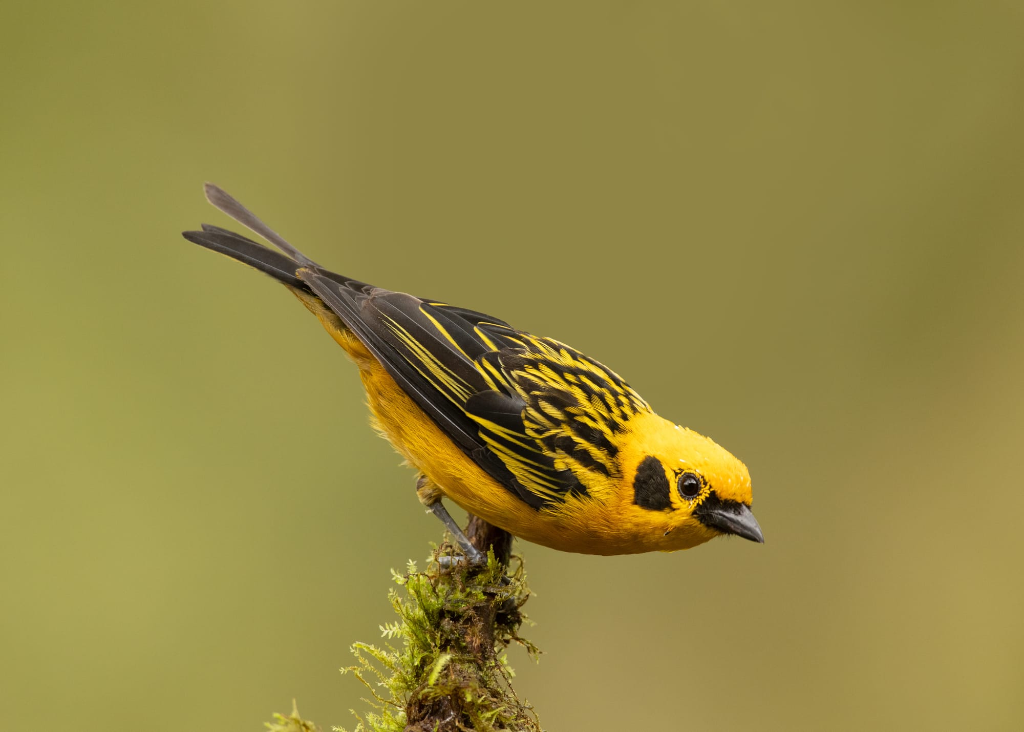 Golden Tanager