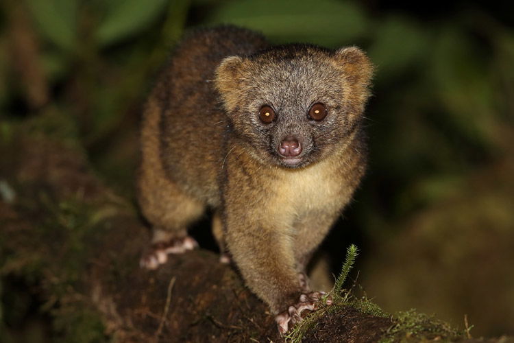 Olinguito