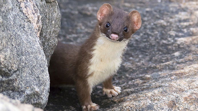 Long-tailed Weasel