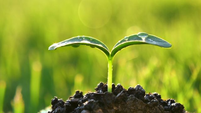 Buscar en la Biblia para que entiendas qué es el renacimiento