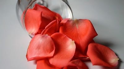 Reflexión cristiana | Cómo huí de la Marisma del Amor