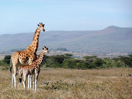 Kenya and Tanzania Safari Holiday can Bring a Lifetime Holidaying Experience!