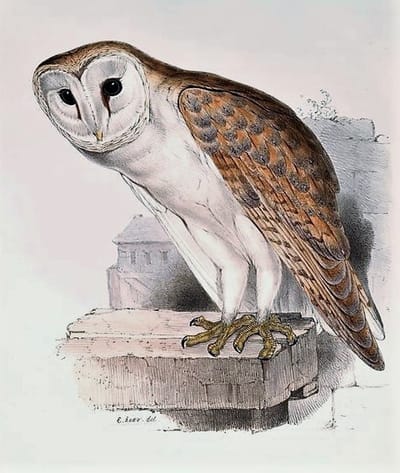 FLIGHT OF PASSAGE image