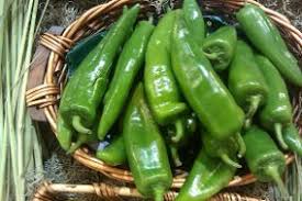Chile chilaca