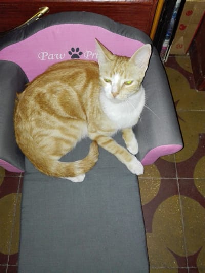 Consejos para introducir un gato en casa