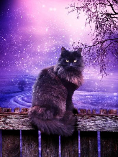 🐾😸Los gatos y sus peculiaridades 🐱🐾