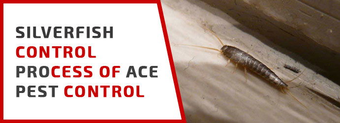 SILVERFISH PREVENTION & CONTROL BRISBANE