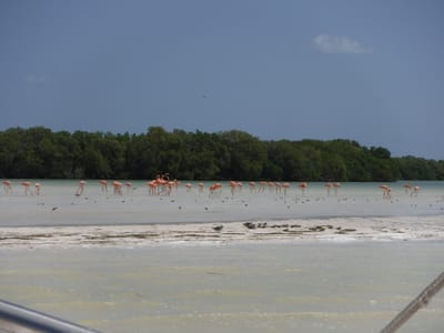 Mardi 14 Mai : Holbox