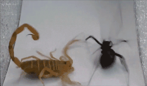 caracteristicas principales