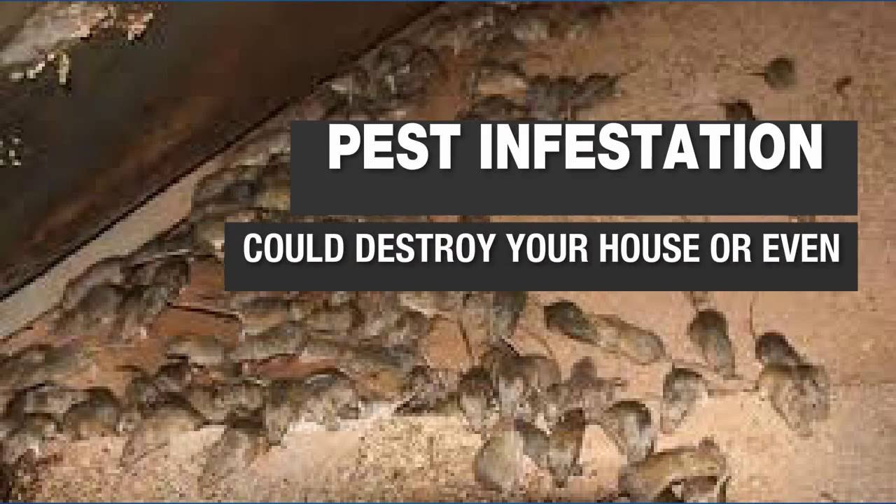 PEST INFESTATION? GET PROFESSIONAL HELP!