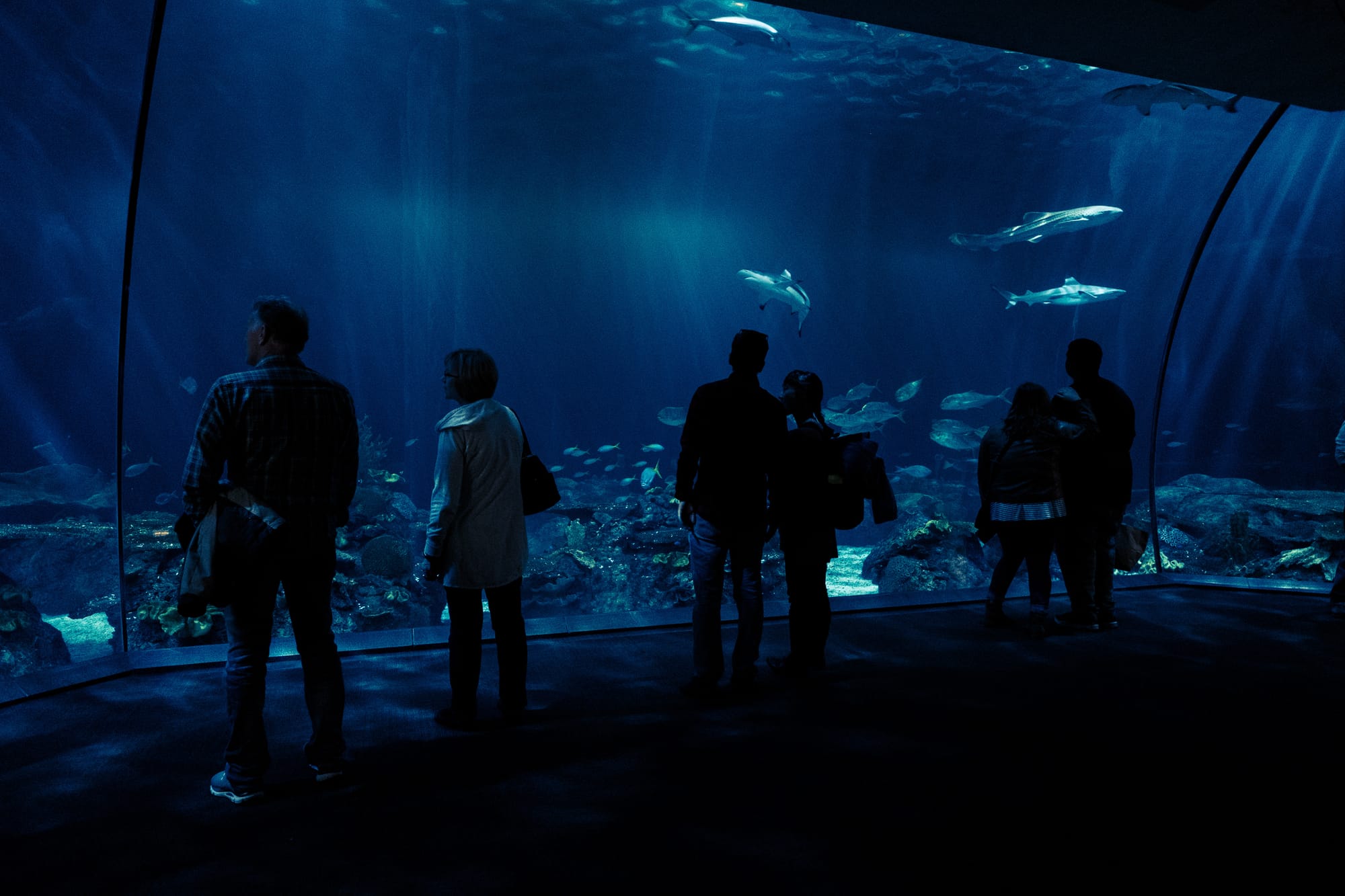 En el acuario