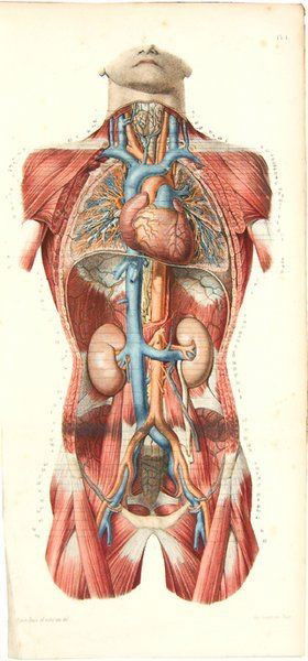 ANATOMÍA  image