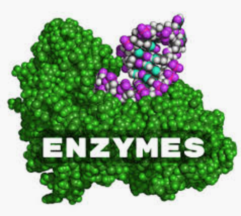 BIYOZIM Enzyme