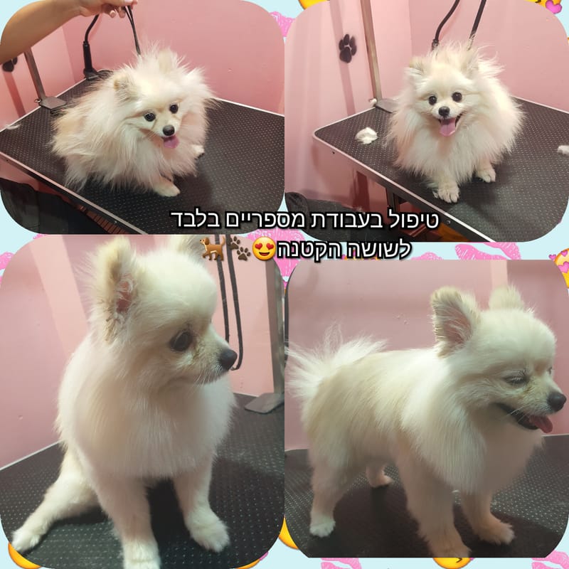תספורת לפומרניין בעבודת מספריים בלבד✂️🐾