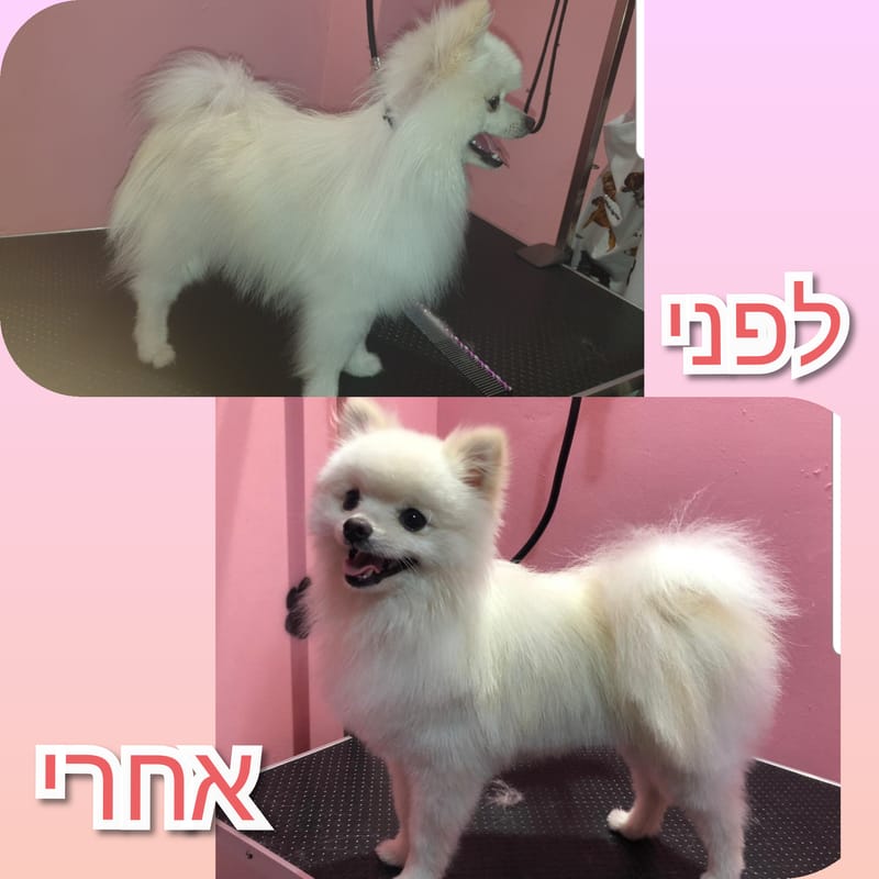 תספורת לפומרניין בעבודת מספריים בלבד✂️🐾