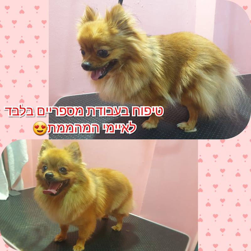 תספורת לפומרניין בעבודת מספריים בלבד✂️🐾