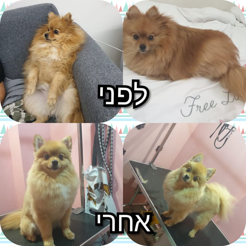 תספורת קצרה ועגולה לפומרניין ✂️🐾