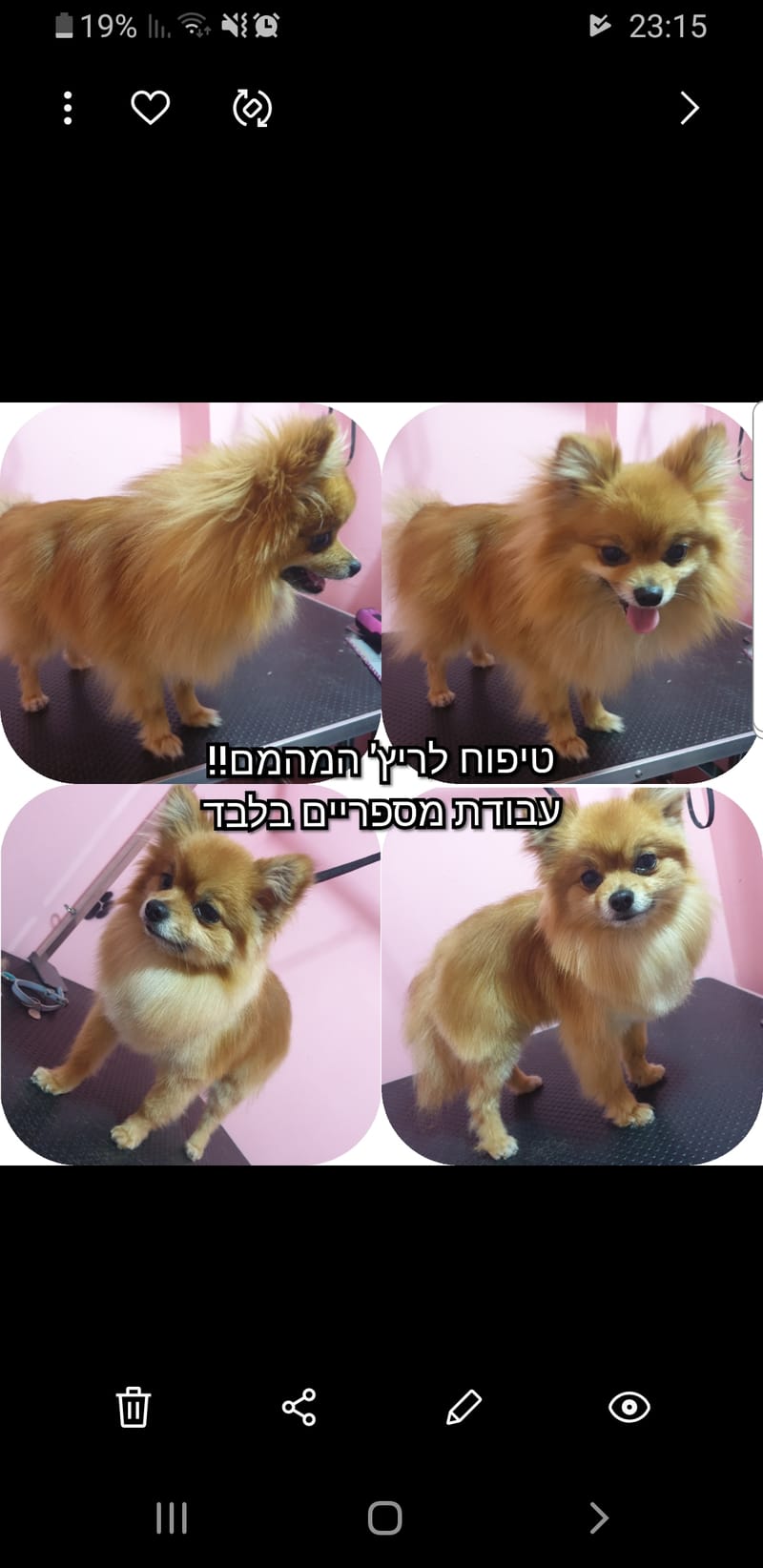 תספורת לפומרניין בעבודת מספריים בלבד✂️🐾
