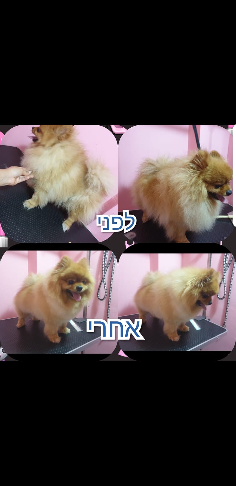 תספורת לפומרניין בעבודת מספריים בלבד✂️🐾