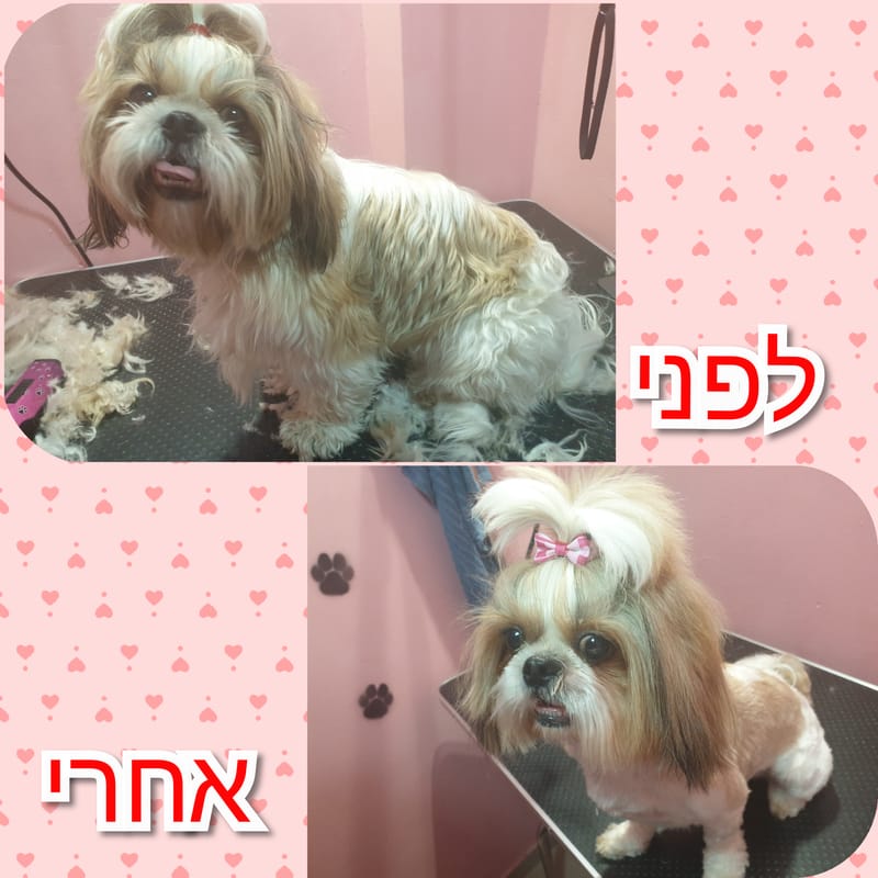 תספורת לשיצו 🥰