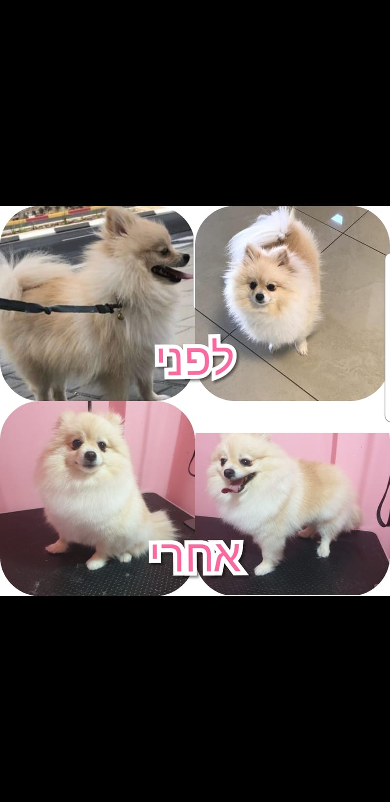 תספורת לפומרניין בעבודת מספריים בלבד✂️🐾
