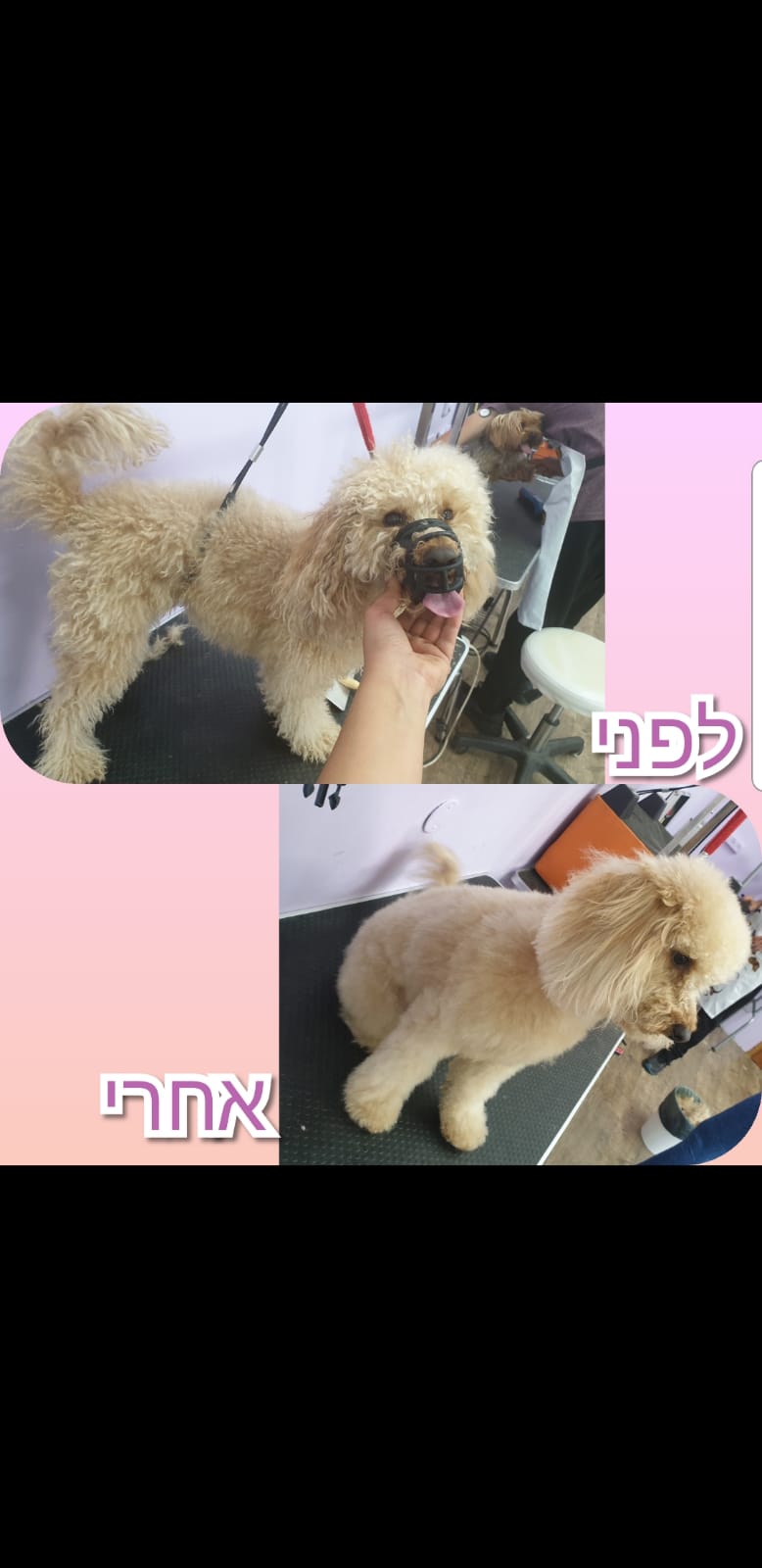 טיפוח לפודל🐩