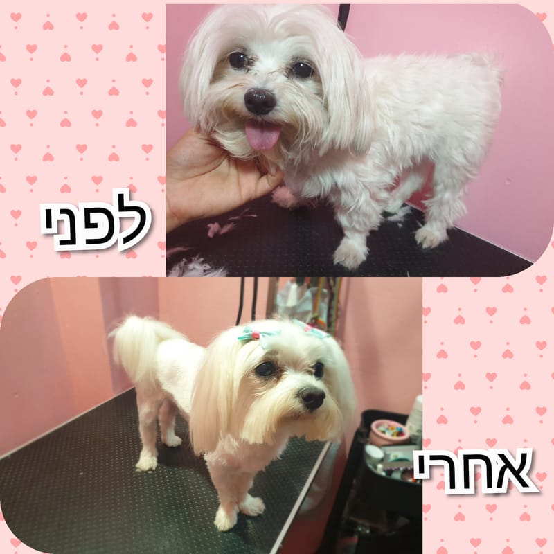 תספורת למלטז 🐾🥰