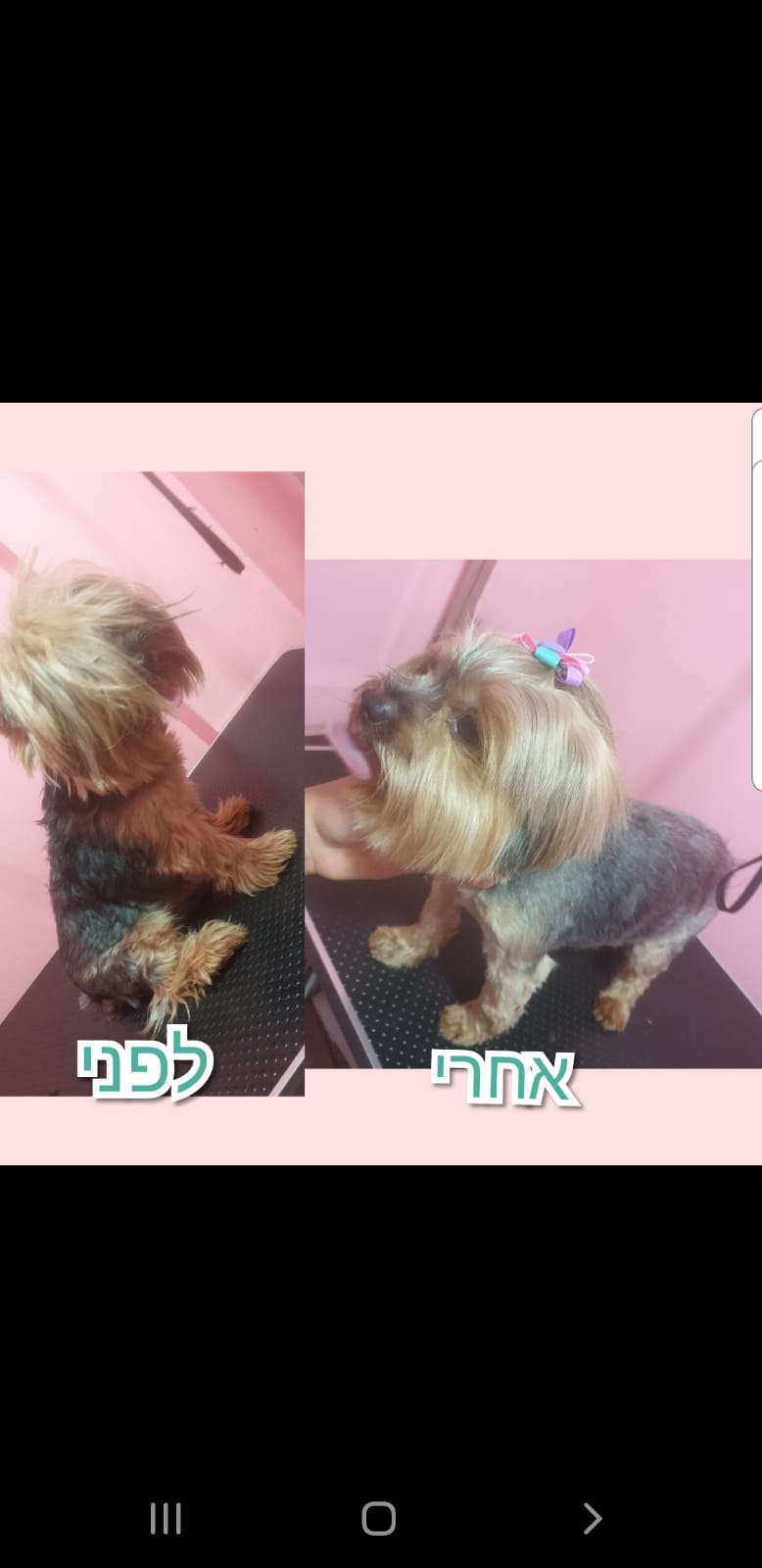 תספורת ליורקשרייר 🐕