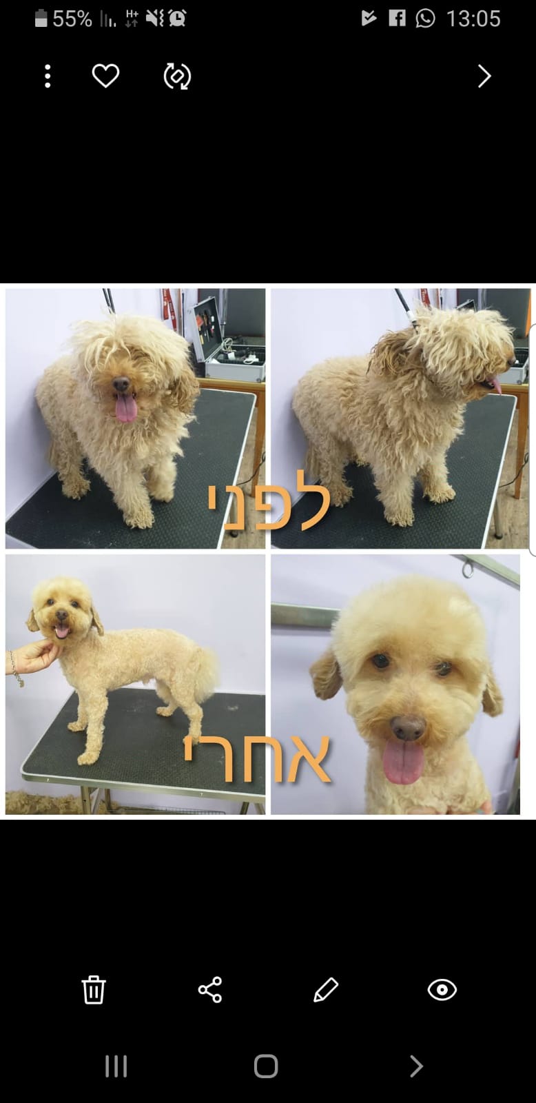 תספורת+טיפוח לפודל🐩🐾