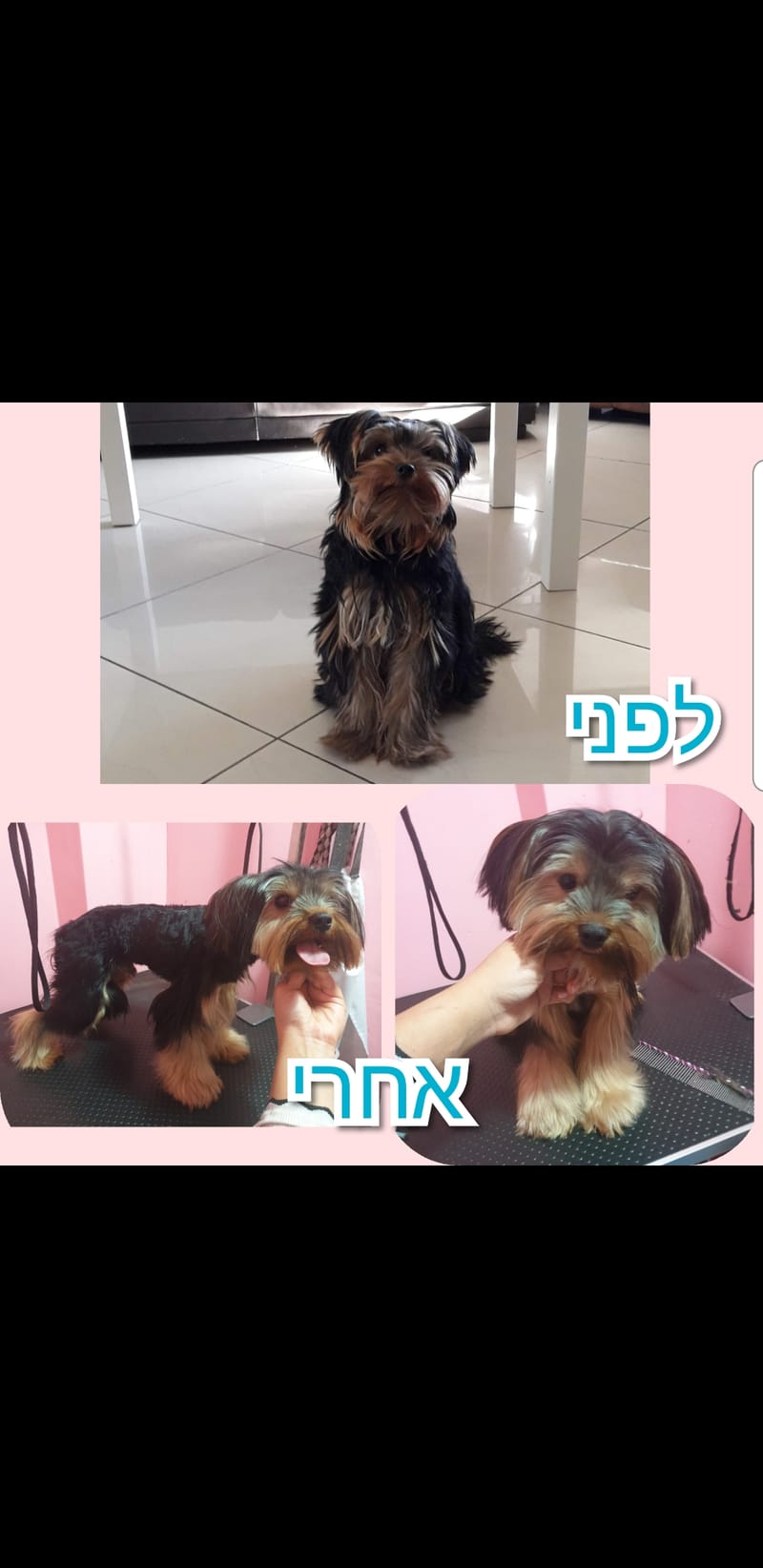 תספורת ליורקשרייר🐾😊