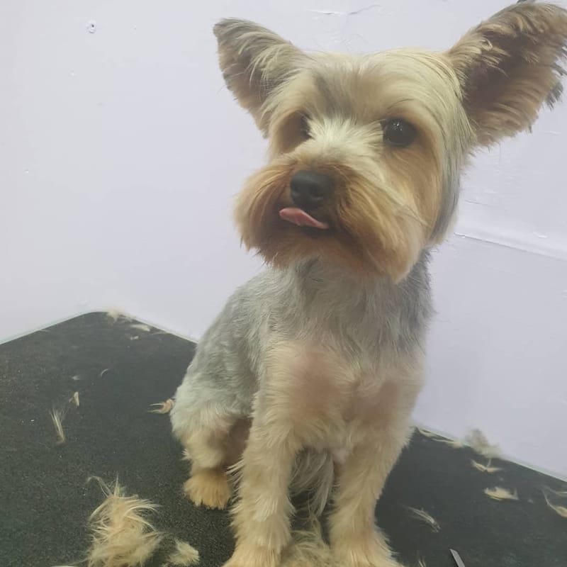 תספורת ליורקשרייר 😍