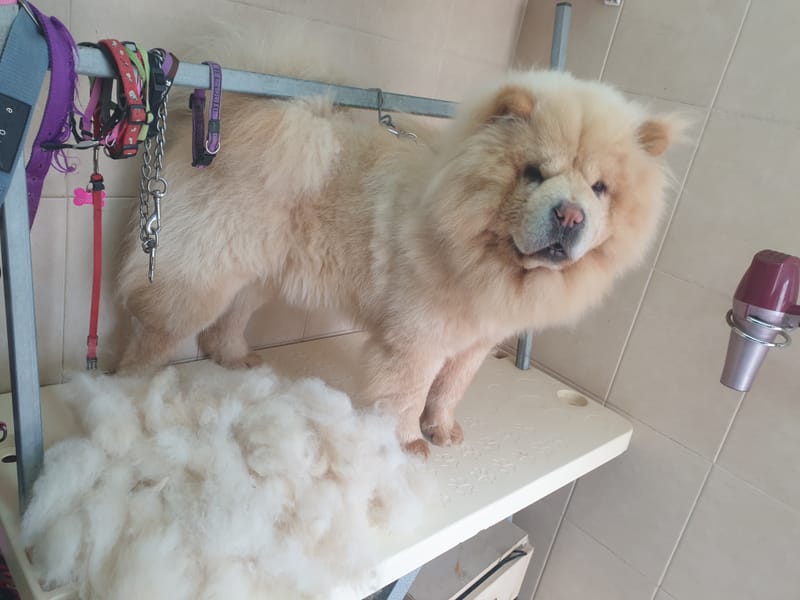 דילול מושלם לצ'או צ'או ✅😍