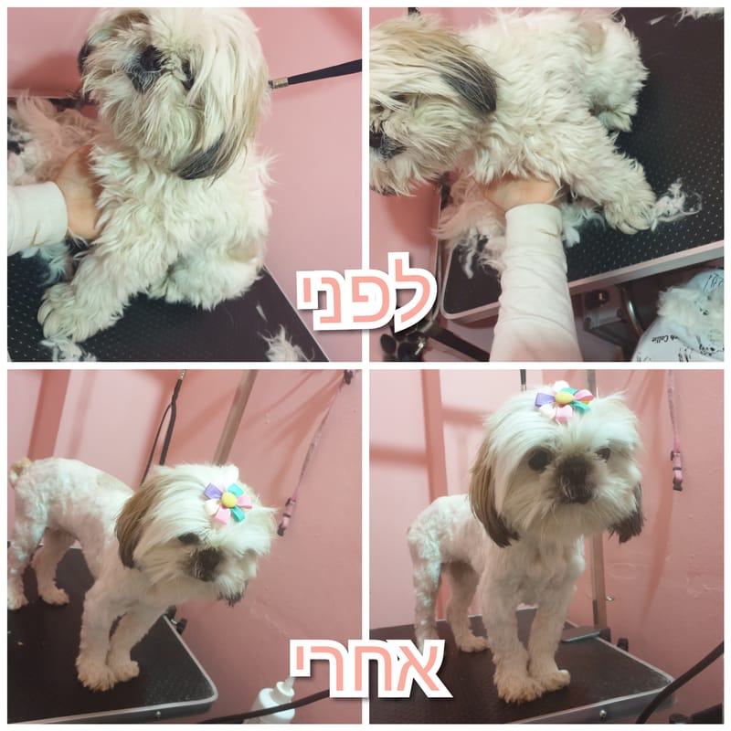תספורת לשיצו 😊🐾